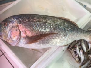 localfishexperts (16)