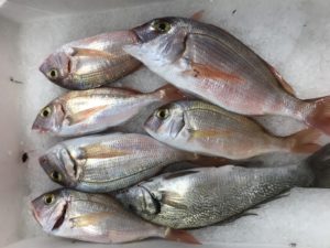 localfishexperts (55)