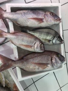 localfishexperts (78)