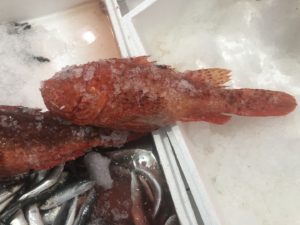 localfishexperts (83)